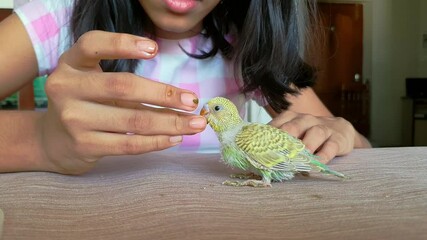 Young girl feeding pet bird budgie chick or baby love bird with her hand. kid taming, playing with small birdie, giving food green leafy vegetable for eating.