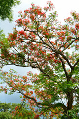 Fototapeta na wymiar tree on the spring