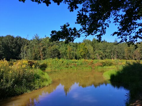 forest-lake