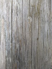 texture and background of old and gray wooden board