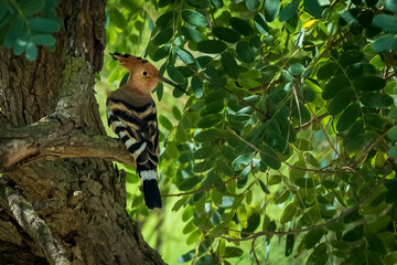 Eurasian Hoopoe Upupa epops Costa Ballena Cadiz