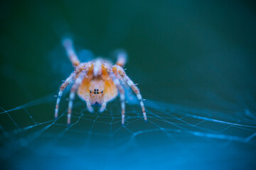 Spider, Cueva Deboyu, Campo de Caso, Redes Natural Park, Caso Council, Asturias, Spain, Europe