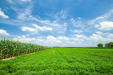  Peanut Field, Peanut plantation fields.