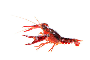 Crawfish