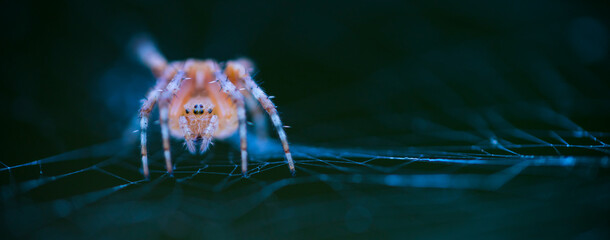 Spider, Cueva Deboyu, Campo de Caso, Redes Natural Park, Caso Council, Asturias, Spain, Europe
