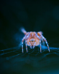Spider, Cueva Deboyu, Campo de Caso, Redes Natural Park, Caso Council, Asturias, Spain, Europe