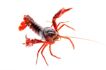 Crawfish