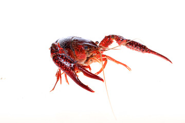 Crawfish