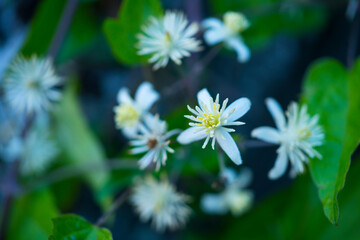 CLEMATIDE (Clematis vitalba) Old man's beard and traveller's joy, Cueva Deboyu, Campo de Caso, Redes Natural Park, Caso Council, Asturias, Spain, Europe