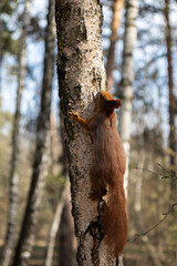 Cute squirrel with red ears sits on a tree