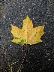 one colorful maple leaf on the asphalt in the autumn