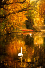 Obraz premium Vertical scenery autumn view of Vltava River with swans swimming by riverbank in Old Town Prague, Czech Republic. Prague with yellow leaves in fall. Travel and tourism destination.