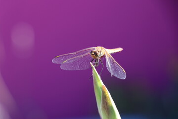 dragonfly close up