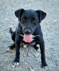 Vertical shot of a cute black Patterdale Terrier dog