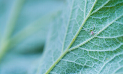 Spider, Leon province, Castilla y Leon, Spain, Europe
