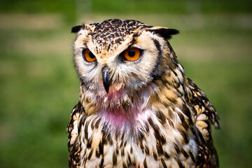 RITRATTO DI UN GUFO MOLTO DA VICINO