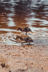 ducklings1