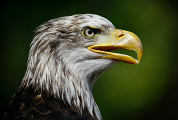 PROFILO DI UN' AQUILA AMERICANA FOTOGRAFATA IN TUTTA LA SUA FIEREZZA