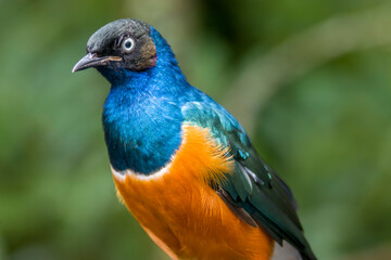 A Superb starling (Lamprotornis superbus) closeup.
This species has a very large range and can commonly be found in East Africa.
It has a long and loud song consisting of trills and chatters