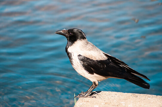 crow on the shore of the reservoir
