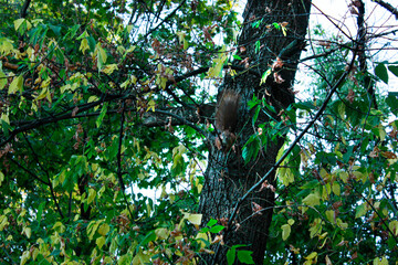 squirrel on a tree
