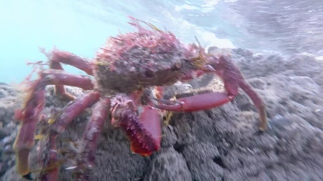 spider crab maja squinado walking in atlantic sea coast  , in Galicia named centolla , Spain , video hd footage