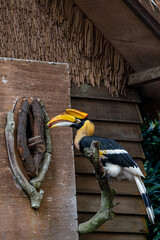 Great hornbill perching on the tree. © hit1912