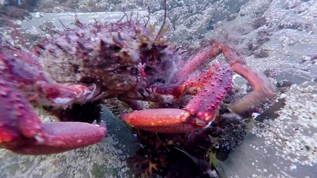 spider crab maja squinado walking in atlantic sea coast  , in Galicia named centolla , Spain , video hd footage