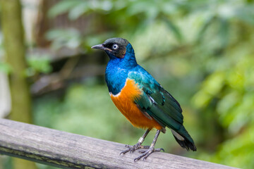 A Superb starling (Lamprotornis superbus) closeup.
This species has a very large range and can commonly be found in East Africa.
It has a long and loud song consisting of trills and chatters
