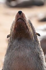 Brown Fur Seal or Cape Fur Seal (arctocephalus pusillus) at Cape Cross in Namibia, Southern Africa