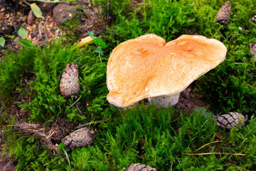 White mushroom, boletus in the forest.Boletus edulis in wild nature. Leccinum edule. Dictyopus edulis.Porcini