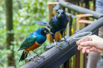 A Superb starling (Lamprotornis superbus) wants to get a worm from the cup in tourist's hand. 
There is one Red-winged starling (Onychognathus morio) look at it. 