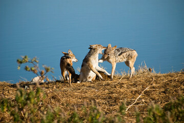 Three black-backed jackals (Canis mesomelas) play-fighting by a watering hole in Etosha National Park, Namibia.