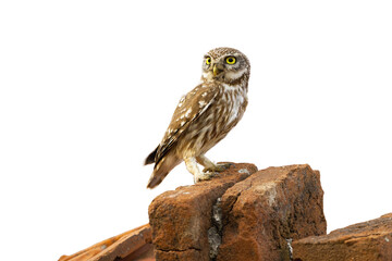 Little owl, athene noctua, sitting on brick isolated on white background. Small bird of pray looking from roof cut out on blank. Wild predator observing with copy space.