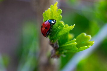 macrophotograph of a red Coccinella