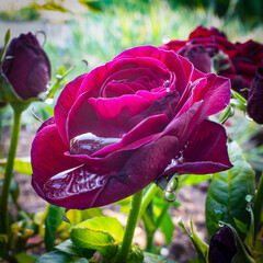 a blooming red rose Bud with water drops on its petals close-up