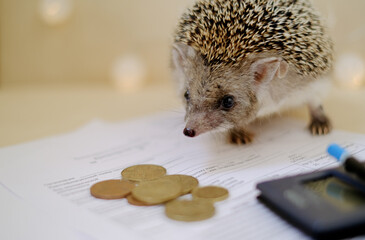 money Finance reporting hedgehog calculator