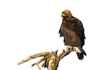 Golden eagle, aquila chrysaetos, sitting on branch isolated on white background. Magnificent bird of pray resting on bough cut out on blank. Wild feathered predator looking from twig with copy space.