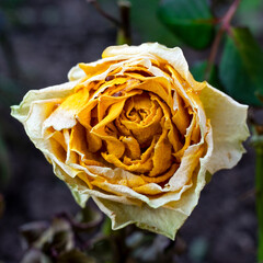 blooming yellow rose Bud with water drops on the petals close-up