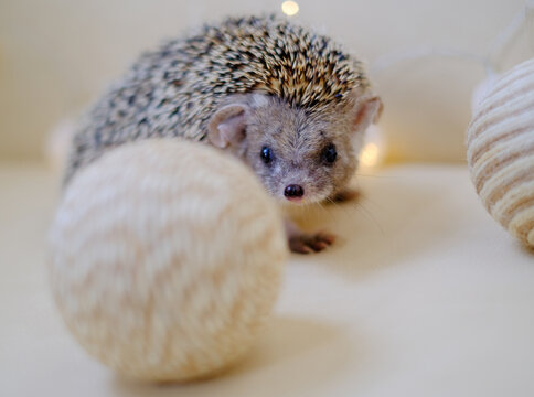 Home Hedgehog