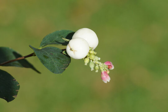 Branch with white berries with small flowers of the Common Snowberry (Symphoricarpos albus), honeysuckle family (Aprifoliaceae