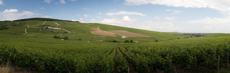 Fototapeta na wymiar panorama of vineyards in Ay, champagne region in france