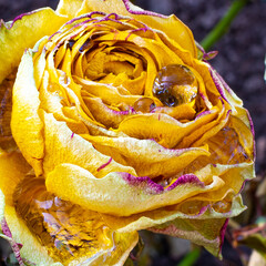 blooming yellow rose Bud with water drops on the petals close-up