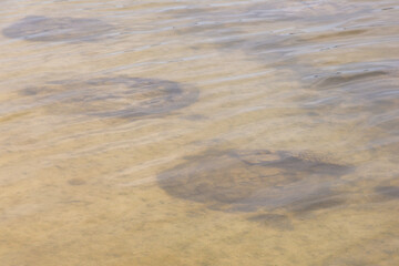 Stromatolith at Lake Thetis, Cervantes, Western Australia
