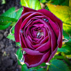 a blooming red rose Bud with water drops on its petals close-up