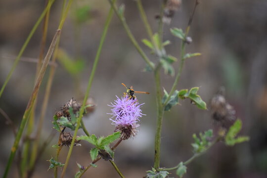 European Paper Wasp