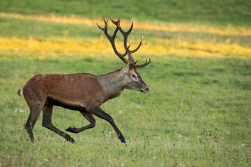 Naklejka na ściany i meble Active red deer, cervus elaphus, running on meadow in autumn sunrise. Vital stag with huge antlers sprinting on glade in fall nature. Wild mammal in motion from side.