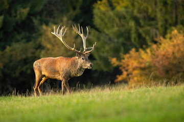 Majestic red deer, cervus elaphus, walking on field in autumn nature. Magnificent stag going on meadow in fall. Impressive mammal marching on grassland in sunlight.