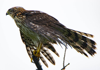 Red tail hawk, Palm Island, Newburyport, Massachusetts 