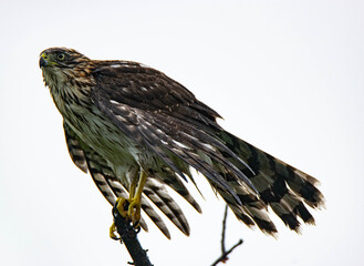 Red Tail Hawk at Palm Island, Newburyport, Massachusetts 